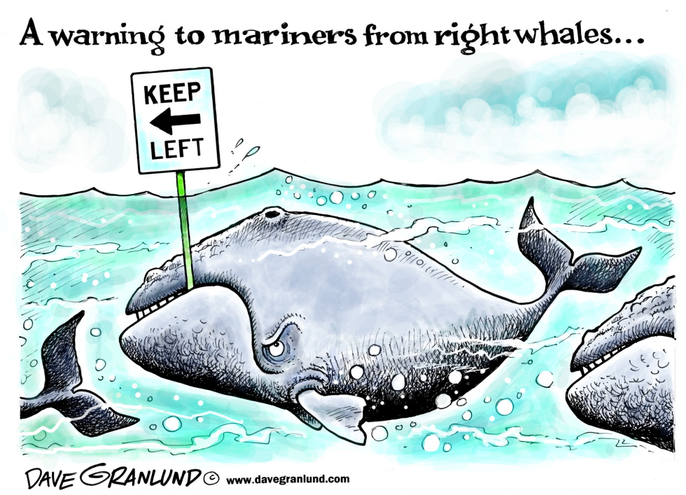  RIGHT WHALE WARNING by Dave Granlund