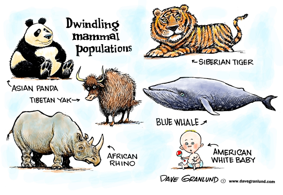  WHITE US BABY MINORITY by Dave Granlund