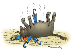 SPANISH STEER by Marian Kamensky