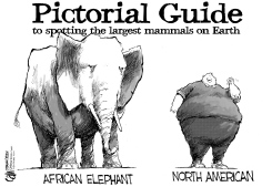LARGE MAMMALS by Cam Cardow