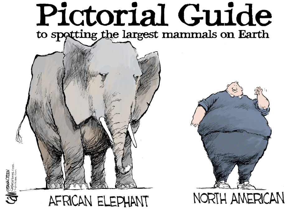 Large Mammals COLOR