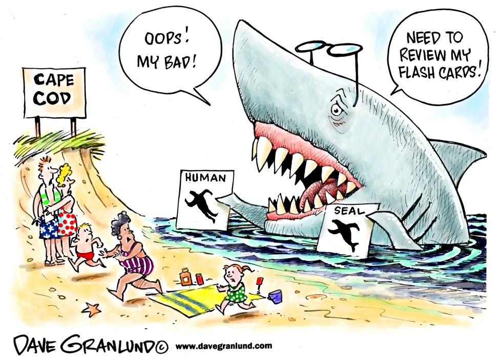 Cape Cod shark attack