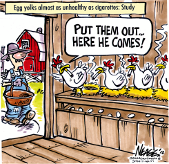 EGG YOLKS by Steve Nease