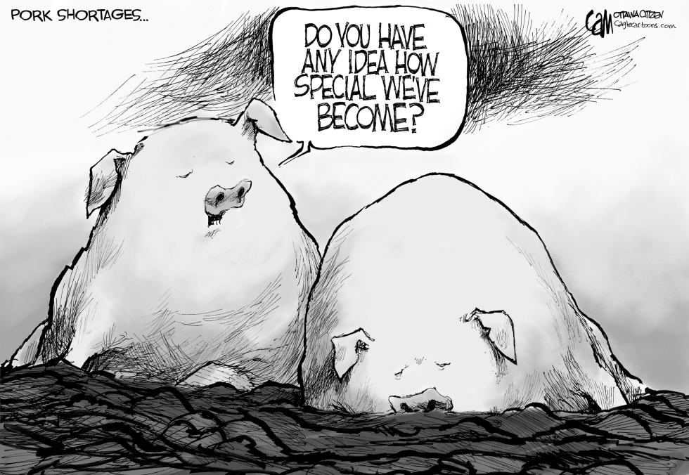 Pigs