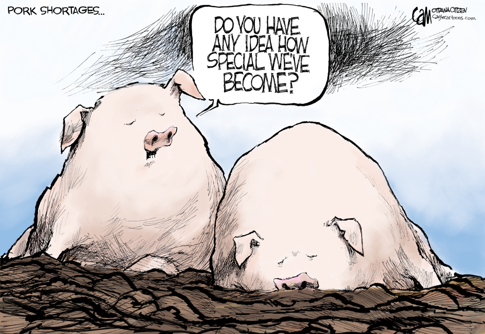 Pigs COLOR