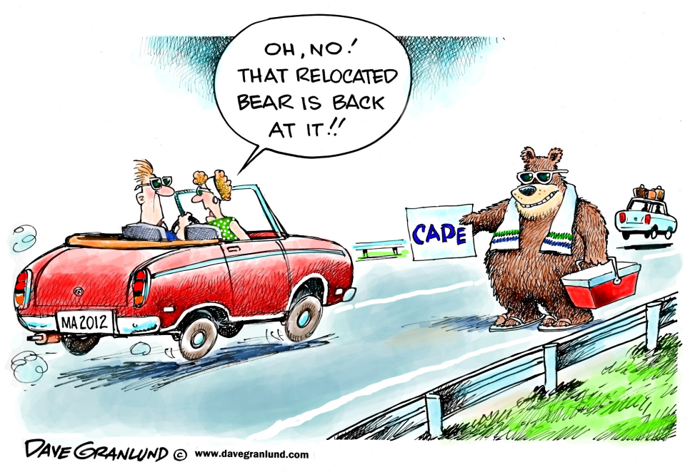 Cape Cod bear
