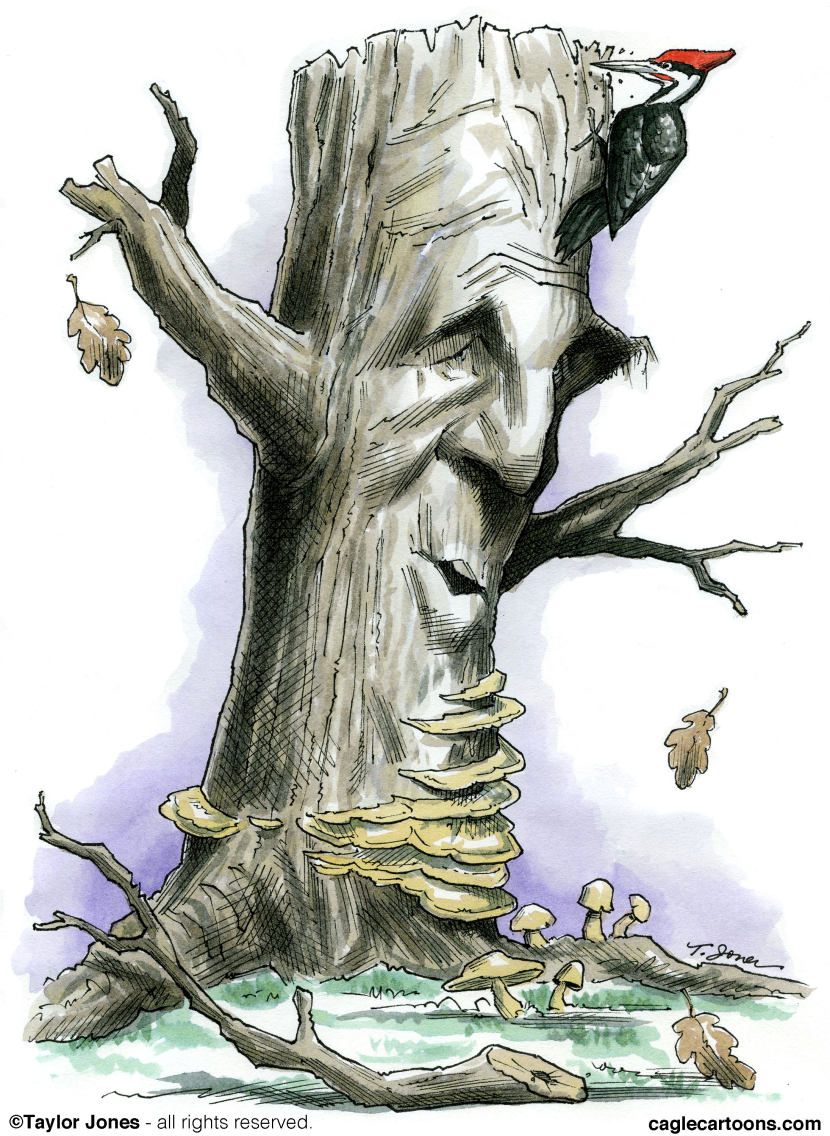 John Kerry tapped for State Dept - COLOR