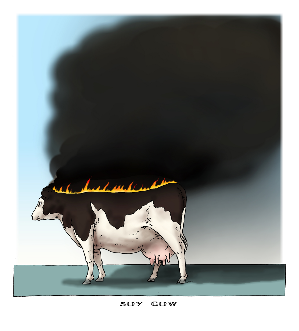 soy cow