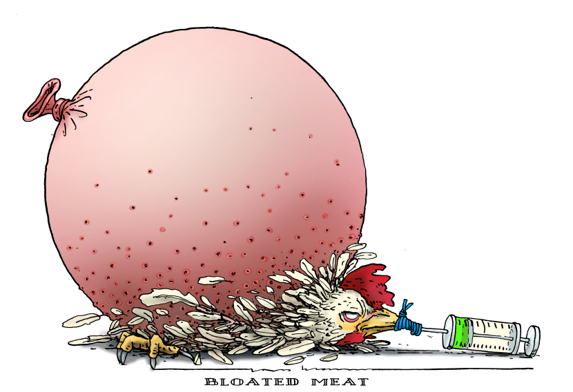 bloated chicken