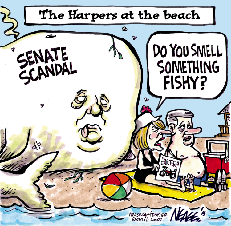 beached whale cartoon new zealand