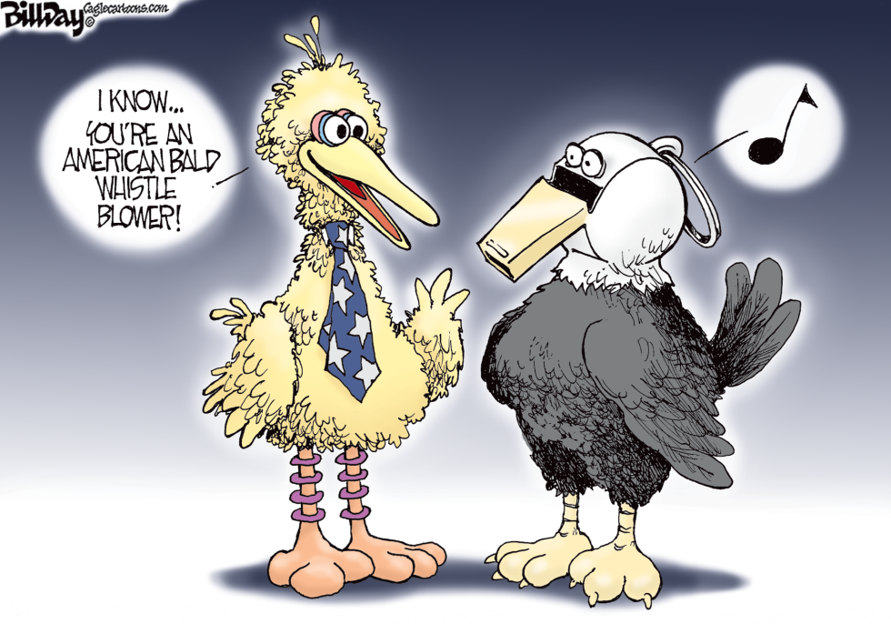 American Bald Whistleblower  color