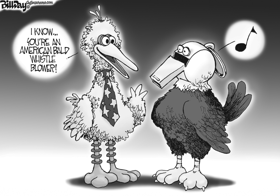 American Bald Whistleblower