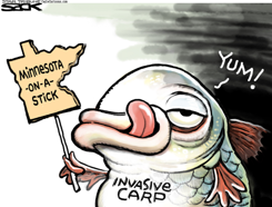 INVASICE CARP LOCAL  by Steve Sack
