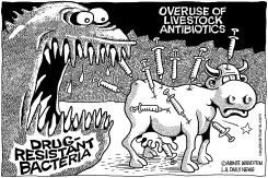 OVERUSE OF LIVESTOCK ANTIBIOTICS by Monte Wolverton