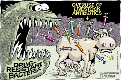 OVERUSE OF LIVESTOCK ANTIBIOTICS by Monte Wolverton
