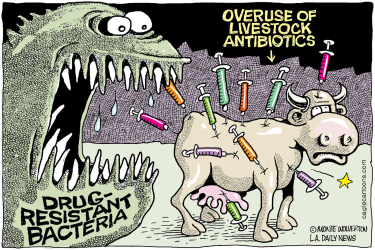 antibiotic resistant bacteria