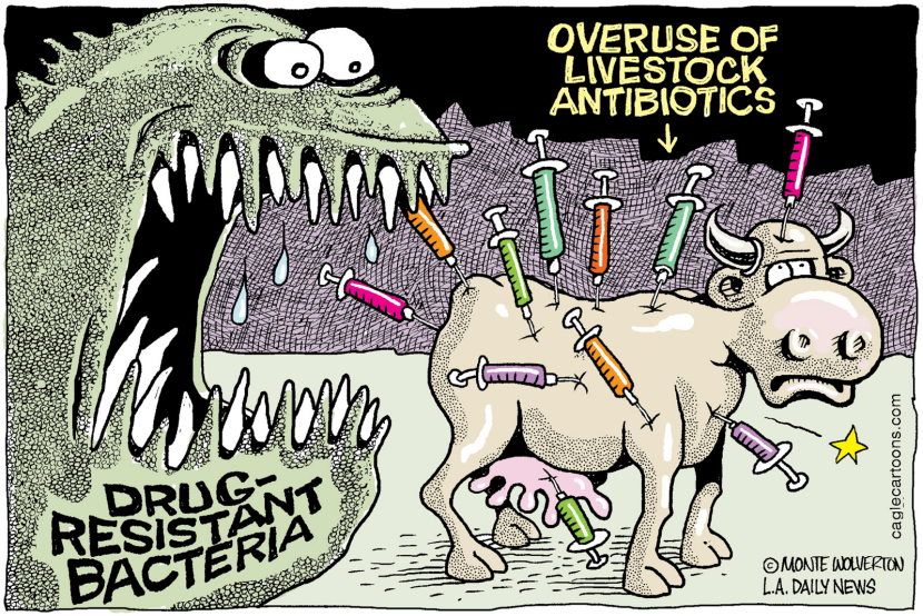 Overuse of Livestock Antibiotics COLOR
