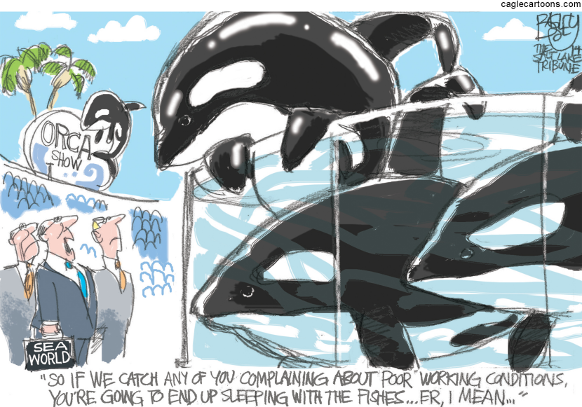 Seaworld Killer Whales COLOR