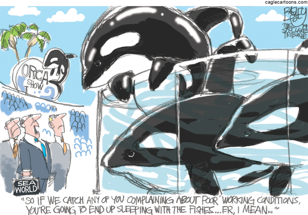 Seaworld Killer Whales COLOR