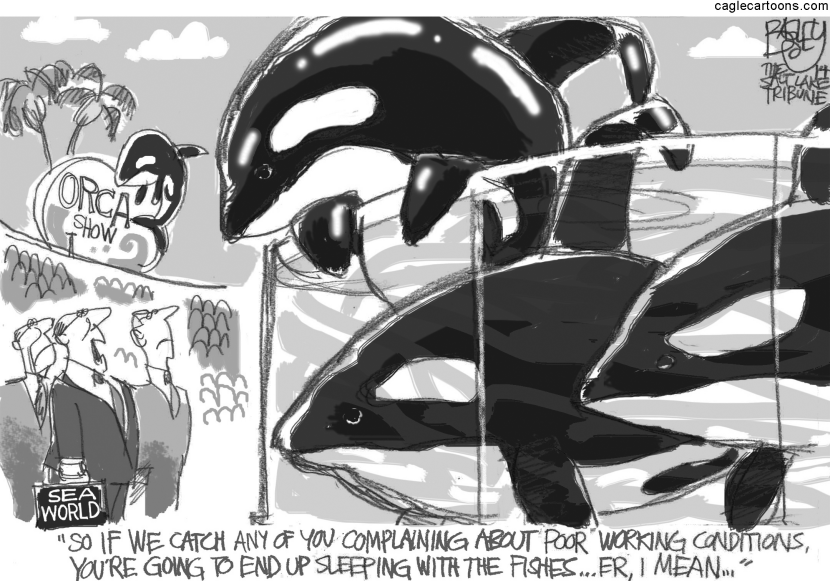 Seaworld Killer Whales