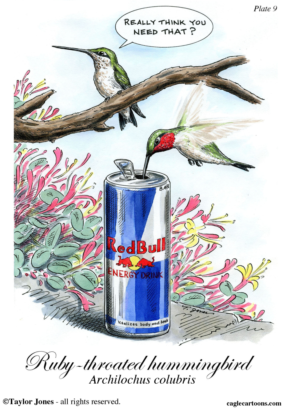 Ruby-throated hummingbird - COLOR
