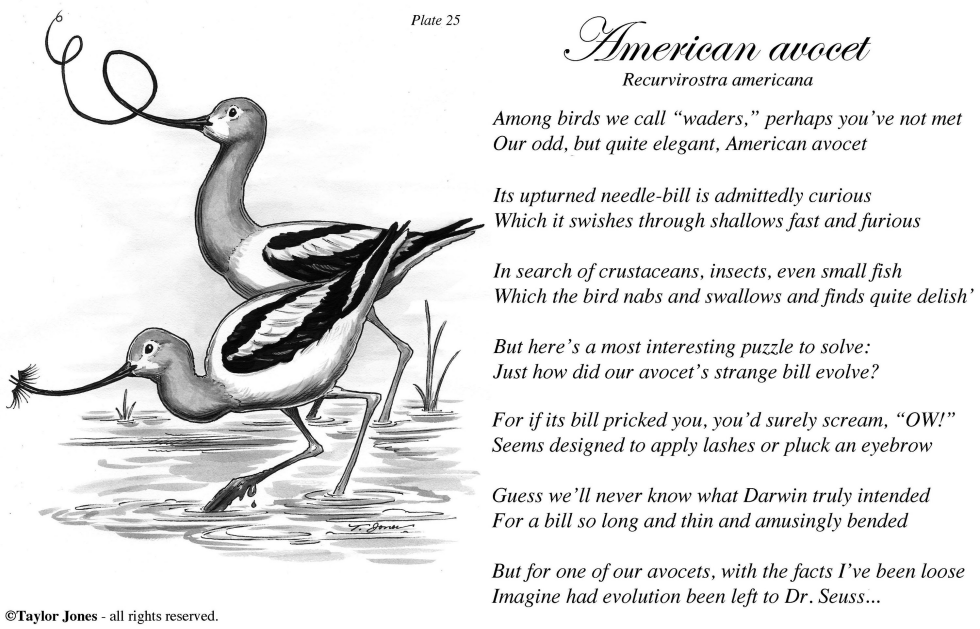 Taylor Jones Field Guide for the Birds - Plate 25