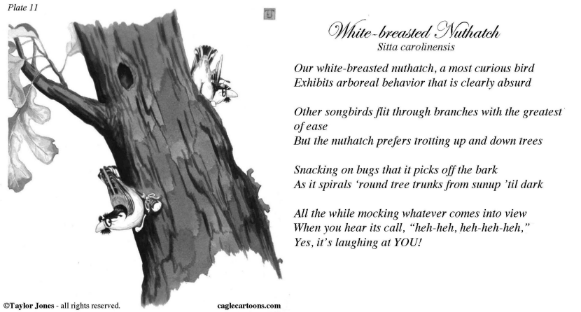 Taylor Jones Field Guide for the Birds - Plate 11