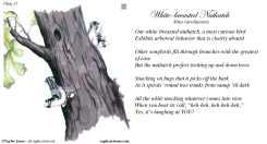FIELD GUIDE FOR THE BIRDS - PLATE 11 -  by Taylor Jones