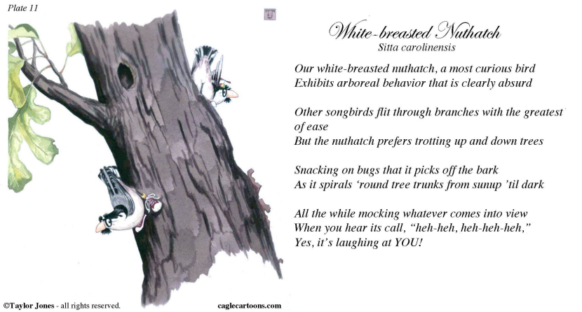 Field Guide for the Birds - Plate 11 - COLOR