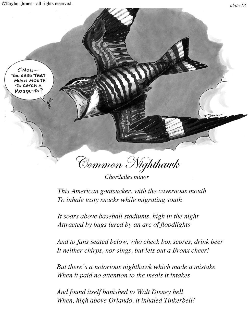 Taylor Jones Field Guide for the Birds - Plate 18