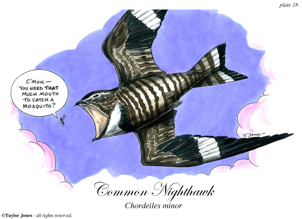  COMMON NIGHTHAWK  by Taylor Jones