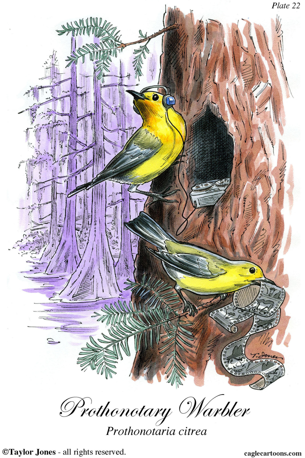 Prothonotary Warbler - COLOR