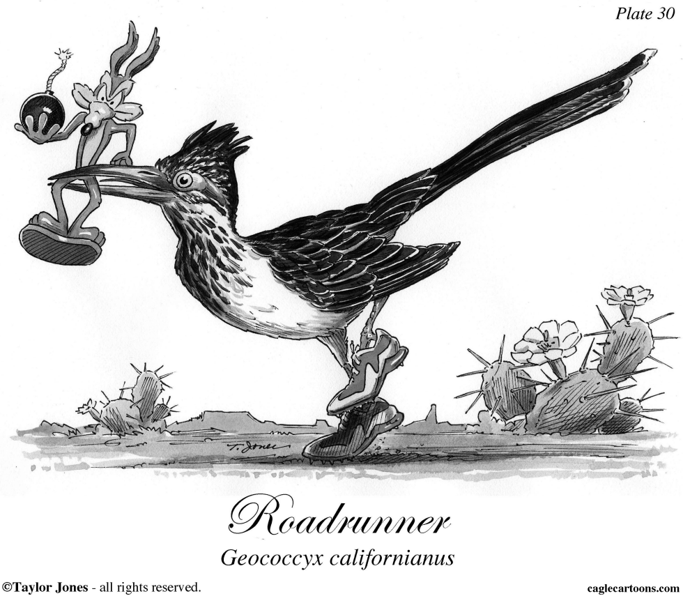 Roadrunner
