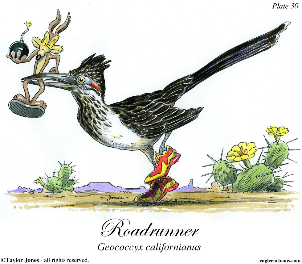 Roadrunner - COLOR