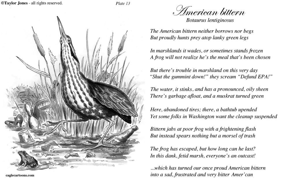 Taylor Jones Field Guide for the Birds - Plate 13