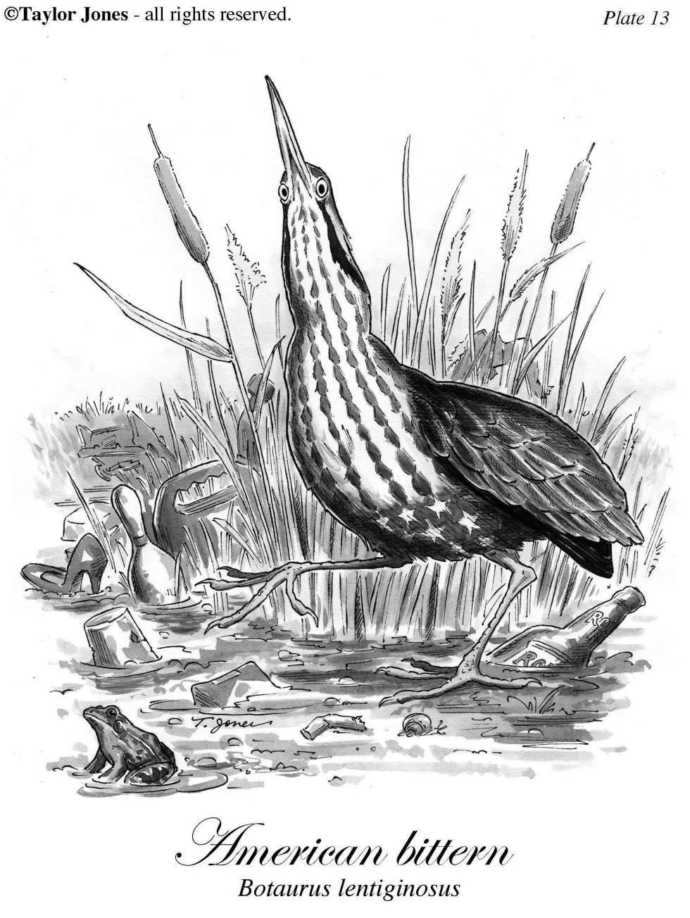 American Bittern