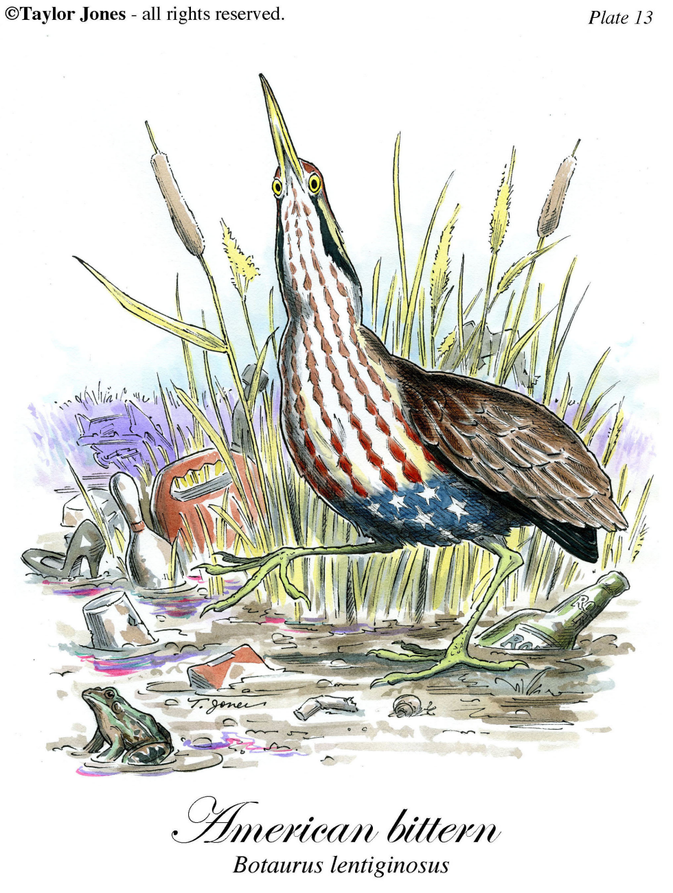 American Bittern - COLOR