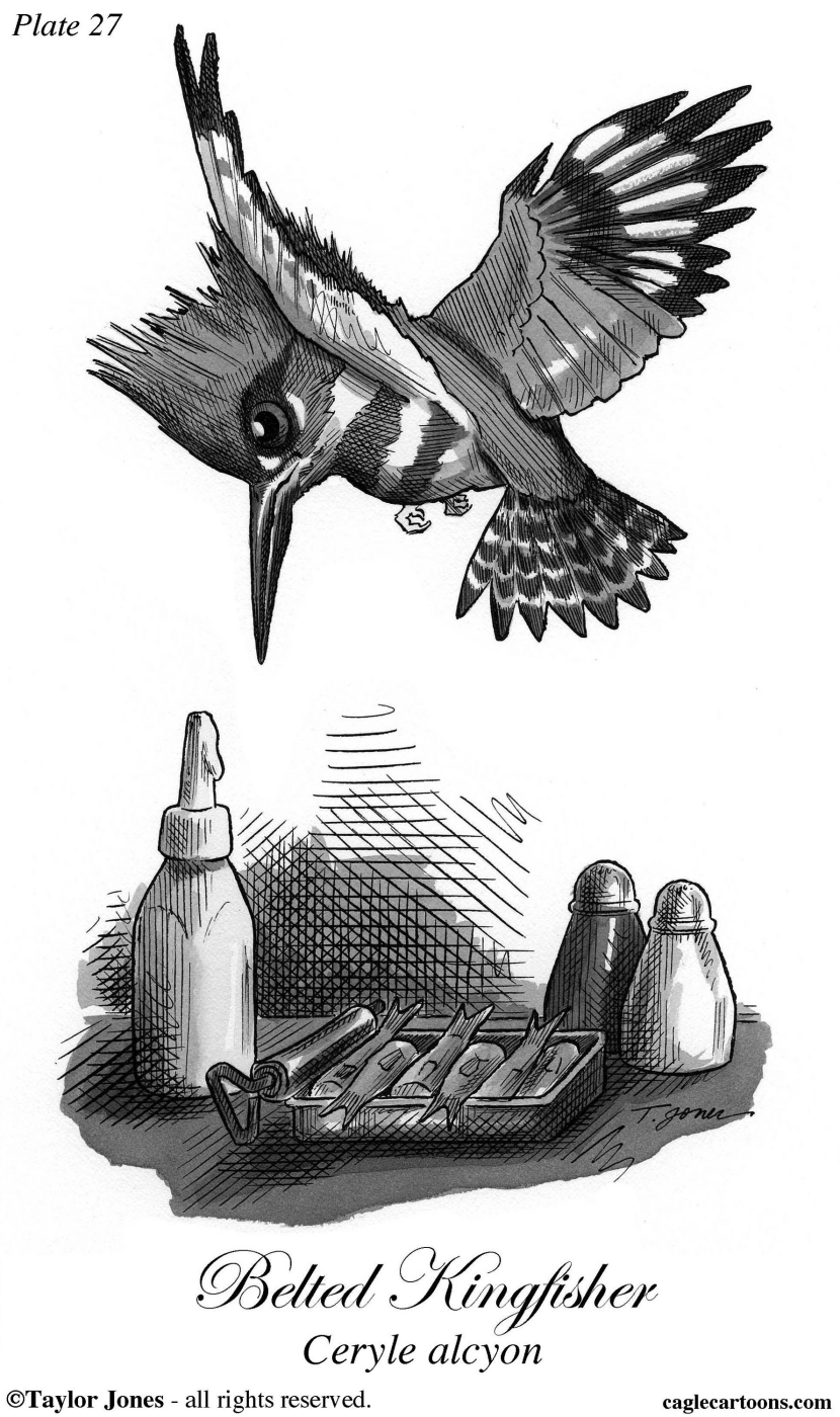 Belted Kingfisher