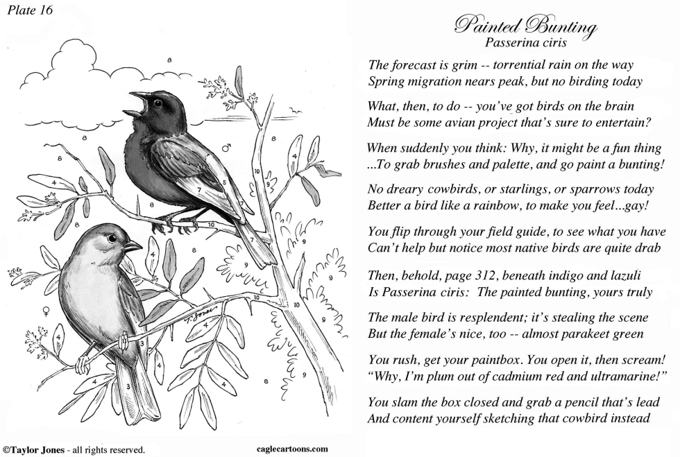 Taylor Jones Field Guide for the Birds - Plate 16