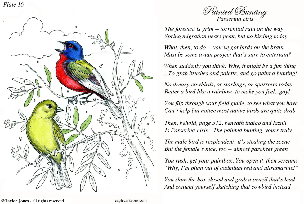  FIELD GUIDE FOR THE BIRDS - PLATE 16  by Taylor Jones