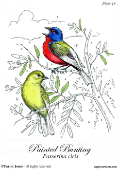 PAINTED BUNTING - by Taylor Jones