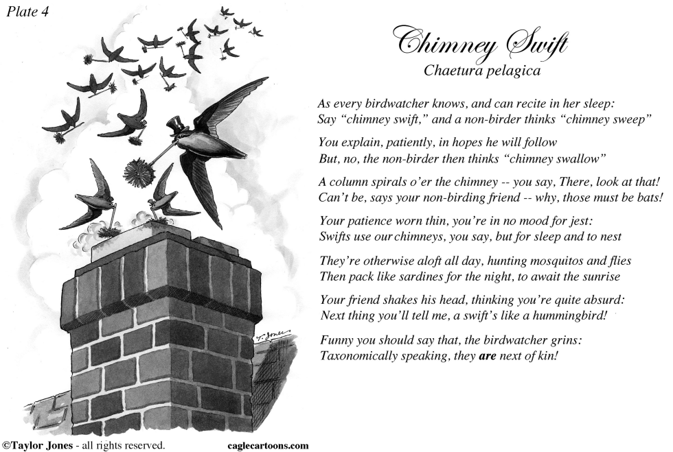 Taylor Jones Field Guide for the Birds - Plate 4