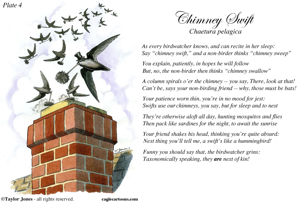 Field Guide for the Birds - Plate 4 - COLOR