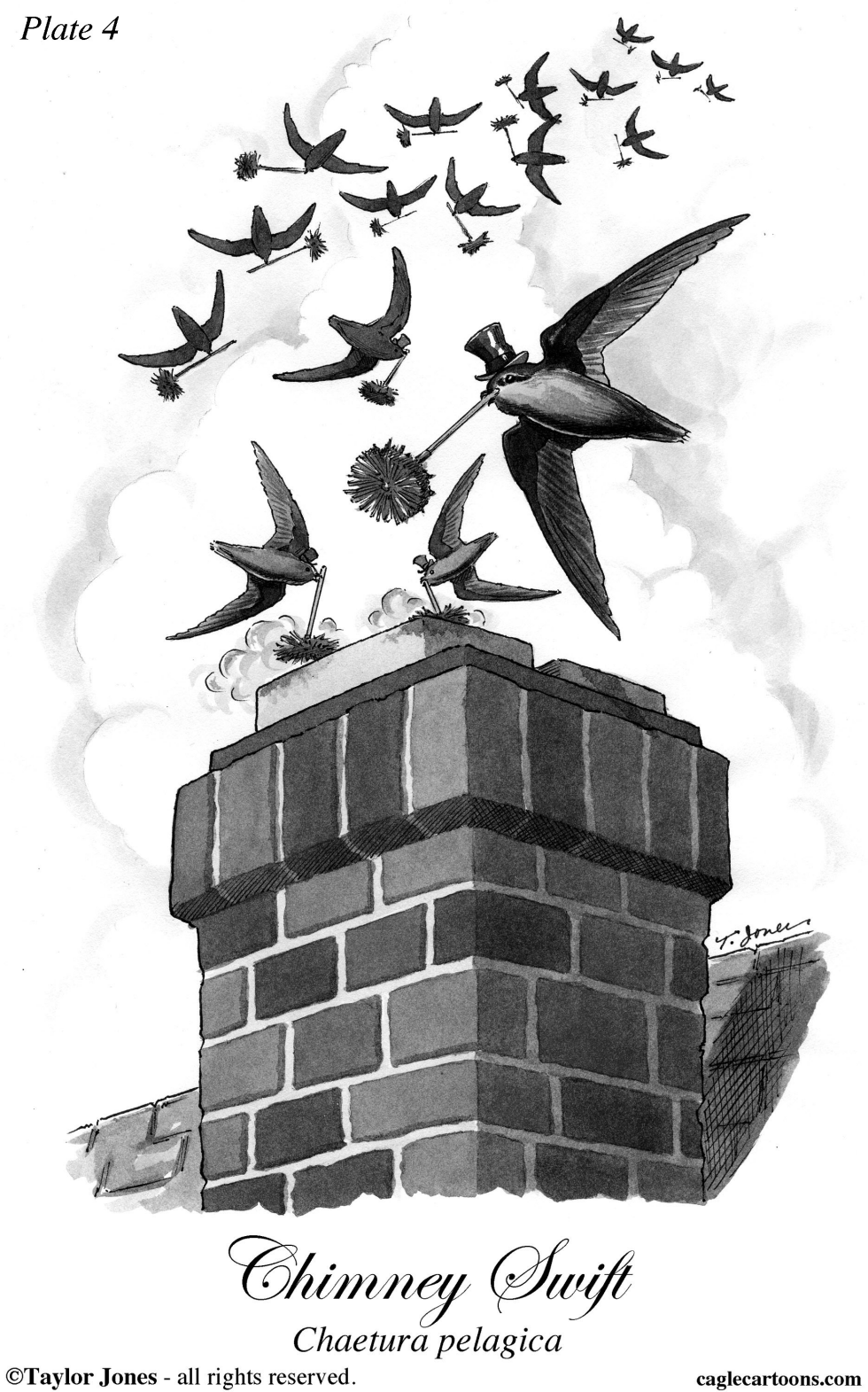  CHIMNEY SWIFT by Taylor Jones