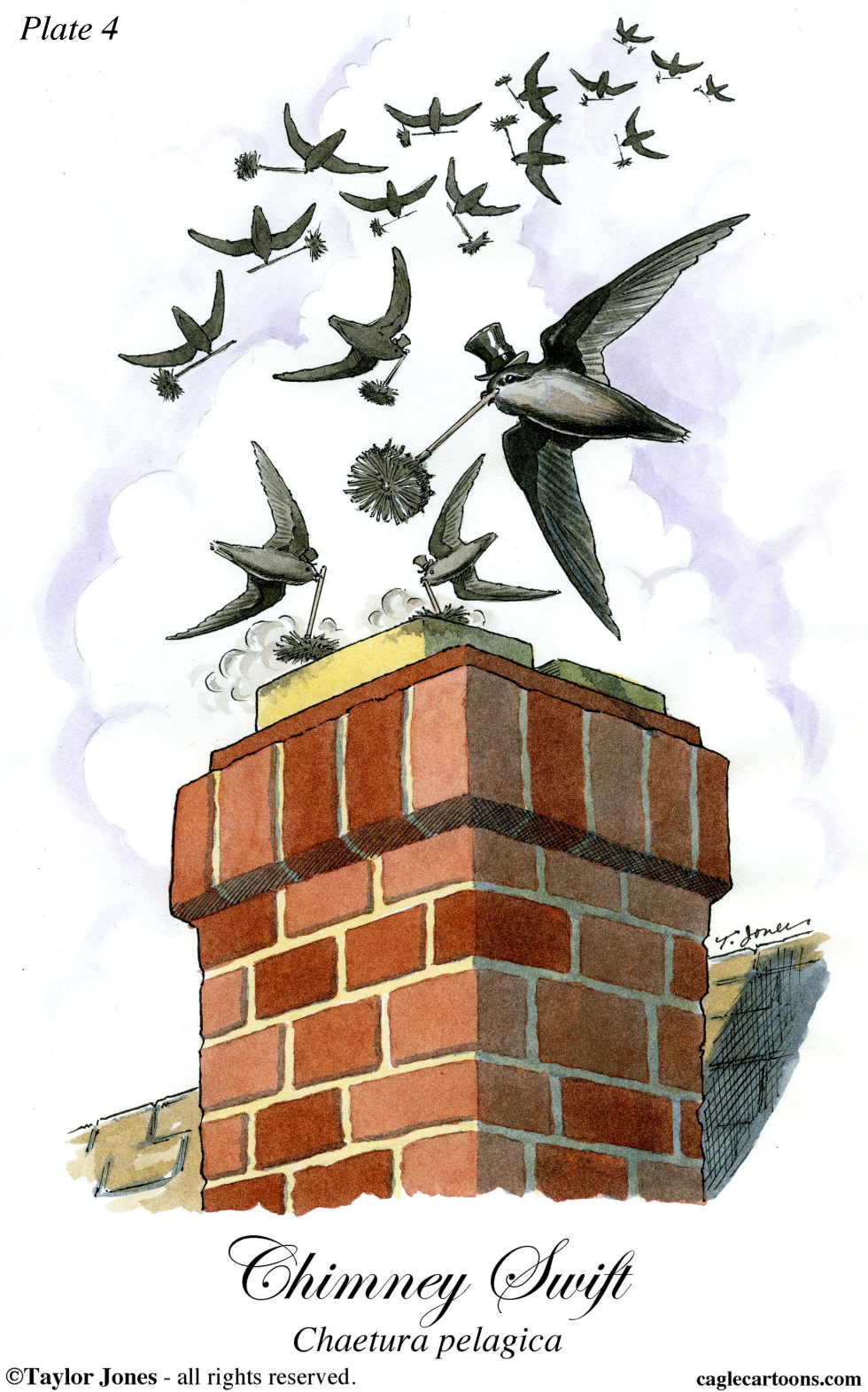 Chimney Swift - COLOR