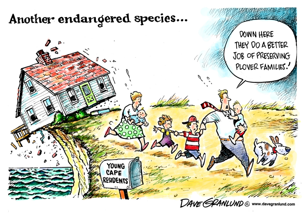  CAPE COD YOUNG FAMILIES by Dave Granlund