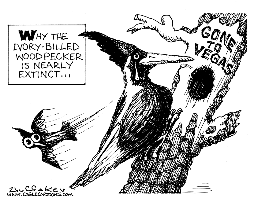 Woodpecker Love