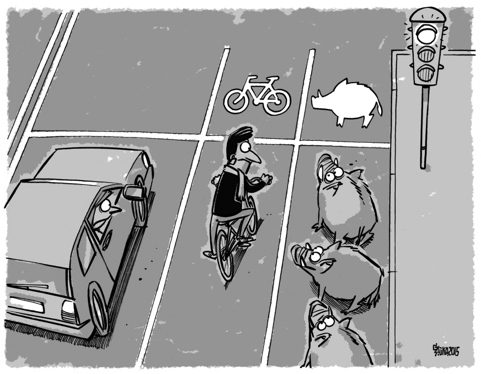 Wild boars in the city