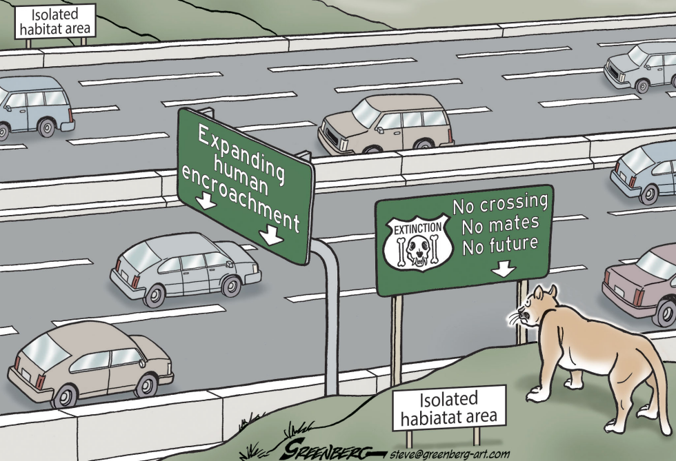 Mountain lion crossing