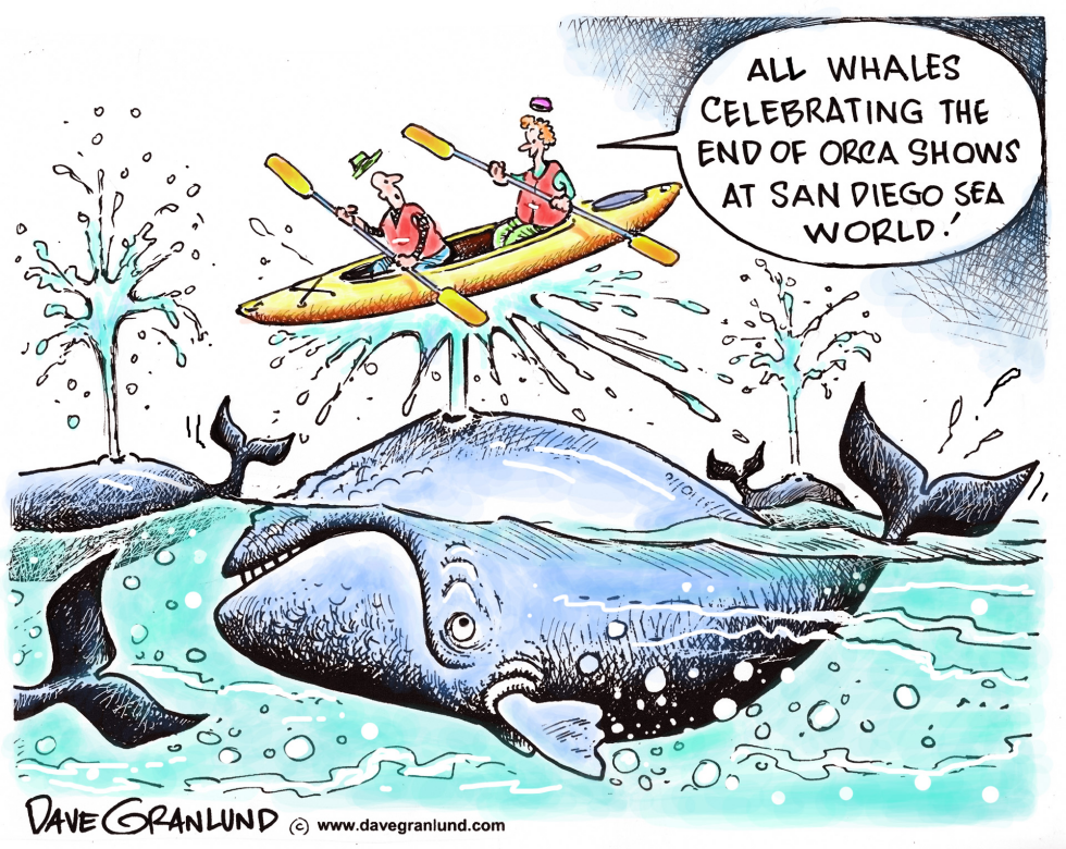  SAN DIEGO ORCA SHOW ENDS by Dave Granlund